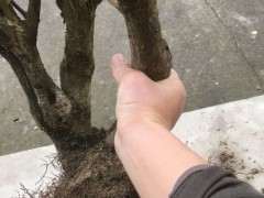 腊梅下山桩怎么换土培盆的方法 图片