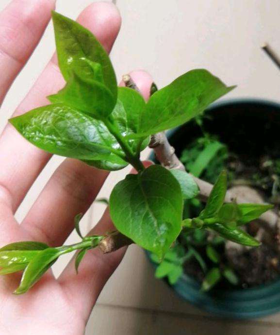 1棵腊梅下山桩明年会发芽开花吗 图片
