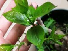 1棵腊梅下山桩明年会发芽开花吗 图片