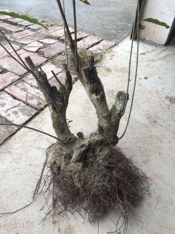 腊梅下山桩 刚挖的 怎么种植 图片