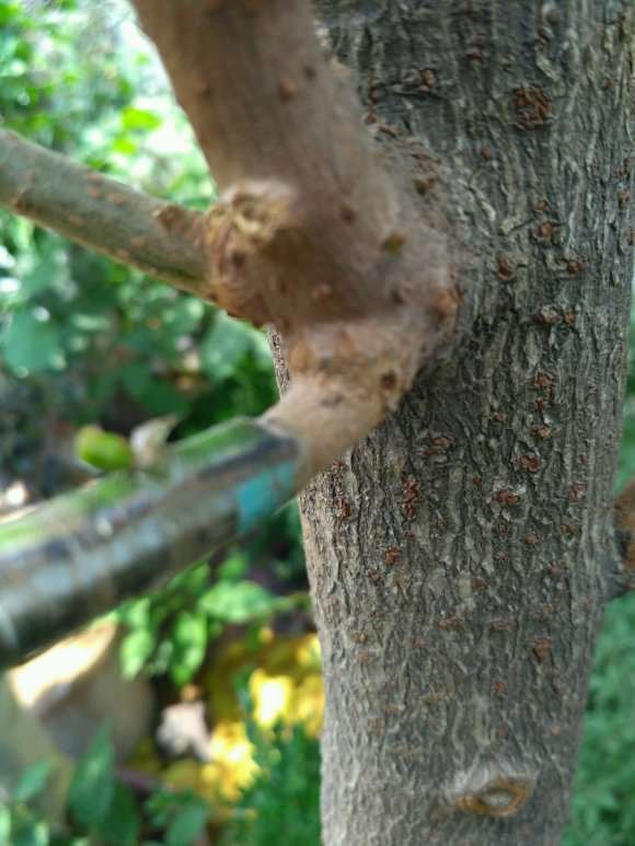 腊梅下山桩 刚挖的 怎么种植 图片