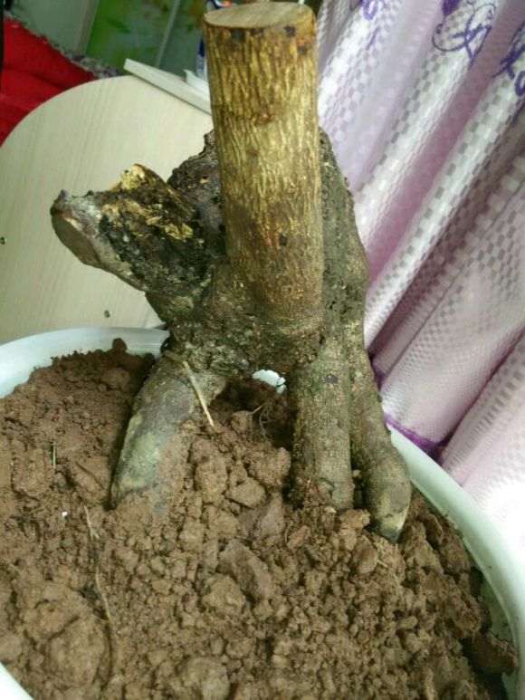 这棵下山桩腊梅如何嫁接 怎么办 图片