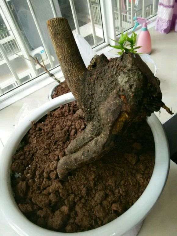 这棵下山桩腊梅如何嫁接 怎么办 图片