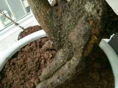 这棵下山桩腊梅如何嫁接 怎么办 图片