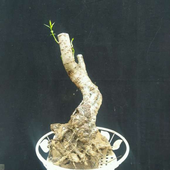 腊梅下山桩 芽点出的这么好干嘛 图片