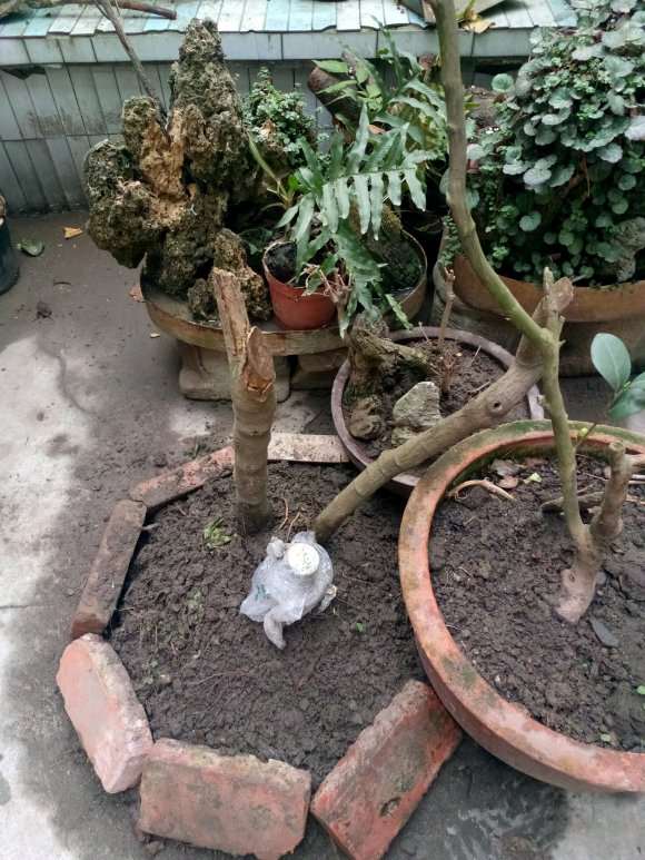 只有杆的腊梅下山桩桩能栽活不 图片