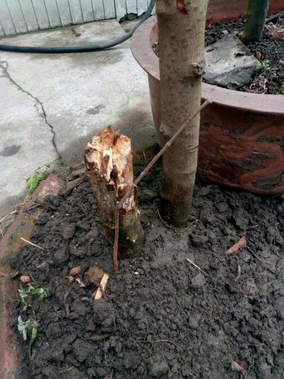 只有杆的腊梅下山桩桩能栽活不 图片