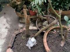 只有杆的腊梅下山桩桩能栽活不 图片