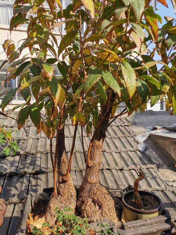 腊梅下山桩疙瘩3年没开花 怎么办 图片