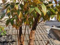 腊梅下山桩疙瘩3年没开花 怎么办 图片