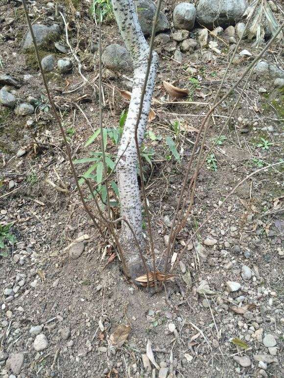 为什么腊梅下山桩死了 根还发芽 图片