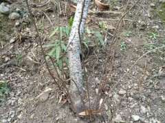 为什么腊梅下山桩死了 根还发芽 图片