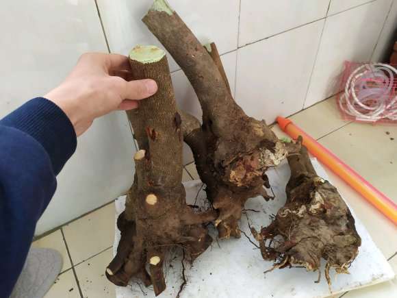 腊梅下山桩可以用松针土栽吗 图片