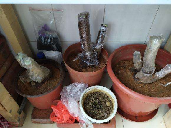 腊梅下山桩可以用松针土栽吗 图片