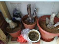 腊梅下山桩可以用松针土栽吗 图片