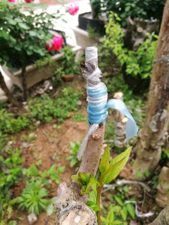 工地上的腊梅下山桩 还可以挖吗 图片