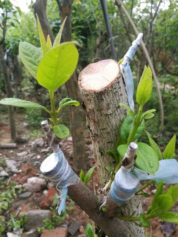 工地上的腊梅下山桩 还可以挖吗 图片