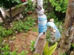 工地上的腊梅下山桩 还可以挖吗 图片