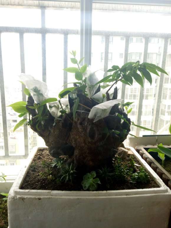 阳台上可以种腊梅下山桩 怎么样 图片