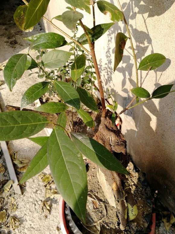 腊梅下山桩2年了怎么还没个花苞 图片