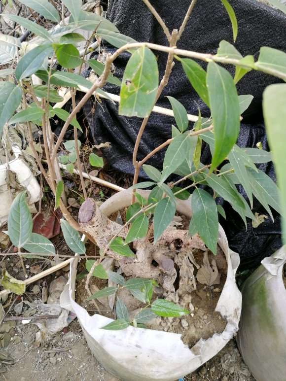 腊梅下山桩2年了怎么还没个花苞 图片