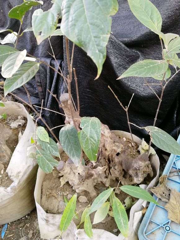 腊梅下山桩2年了怎么还没个花苞 图片