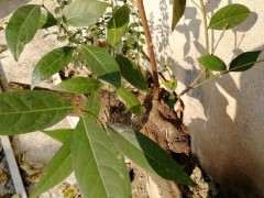 腊梅下山桩2年了怎么还没个花苞 图片