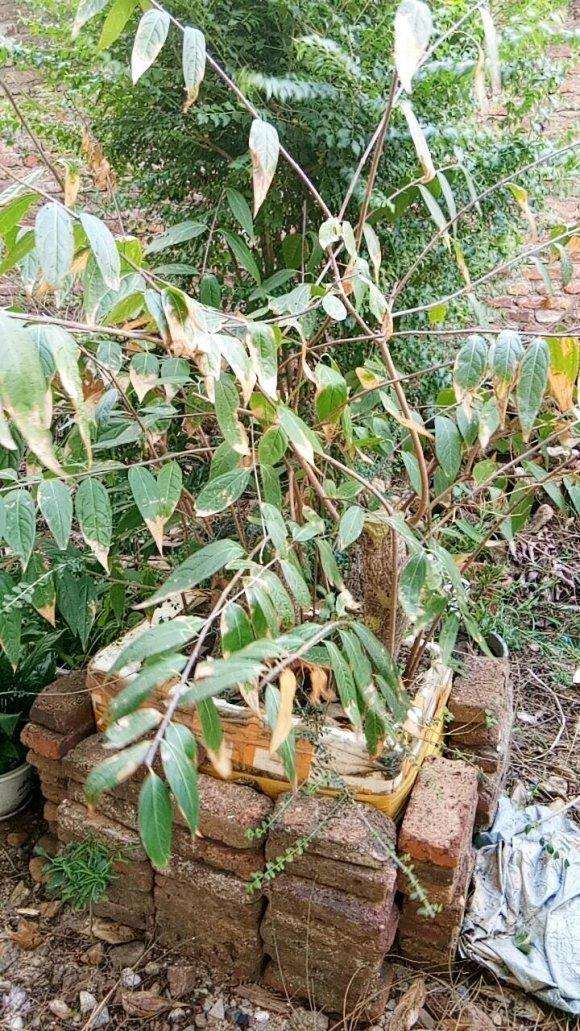 腊梅下山桩栽了两年 未见开花 怎么办