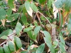 腊梅下山桩栽了两年 未见开花 怎么办