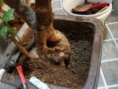 腊梅下山桩一半发芽 一半死 怎么办 图片