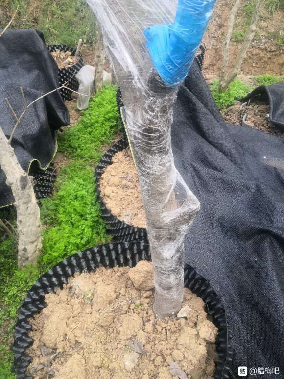 腊梅下山桩嫁接 来芽了 怎么样 图片