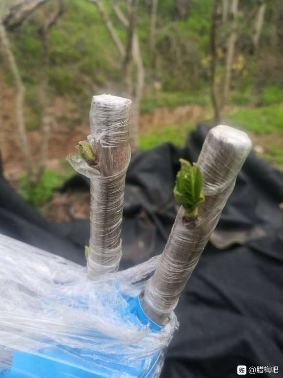 腊梅下山桩嫁接 来芽了 怎么样 图片