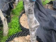 腊梅下山桩嫁接 来芽了 可以吗 图片