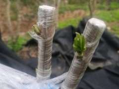 腊梅下山桩疙瘩用什么土栽 最好 图片