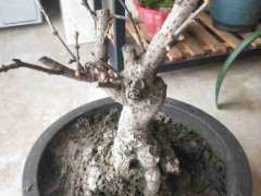 这颗腊梅下山桩老桩值多少钱 图片