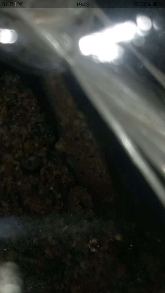 腊梅下山桩刚栽1个月出芽了 早吗 图片