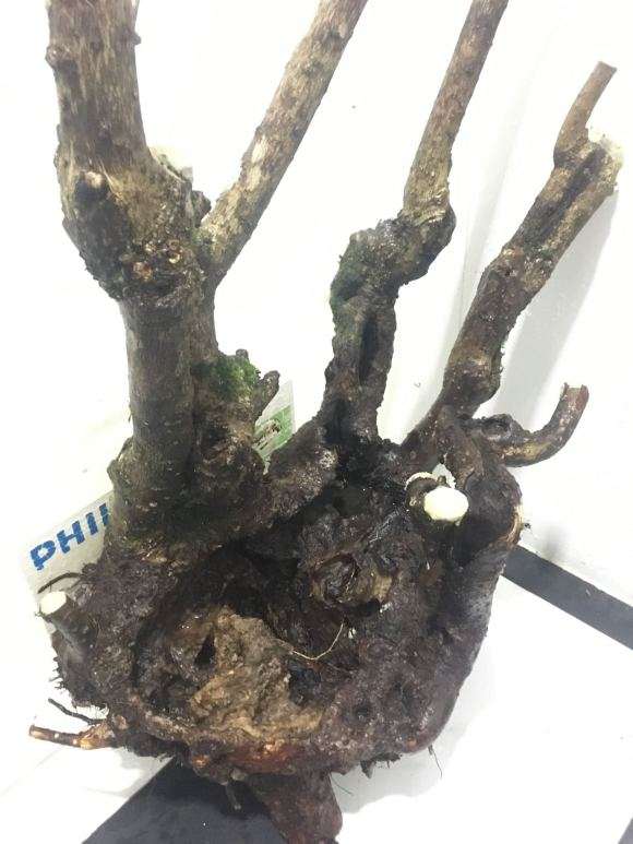 腊梅下山桩刚栽1个月出芽了 早吗 图片