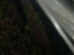 腊梅下山桩刚栽1个月出芽了 早吗 图片