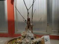 腊梅下山桩素沙养胚3年 可以吗 图片