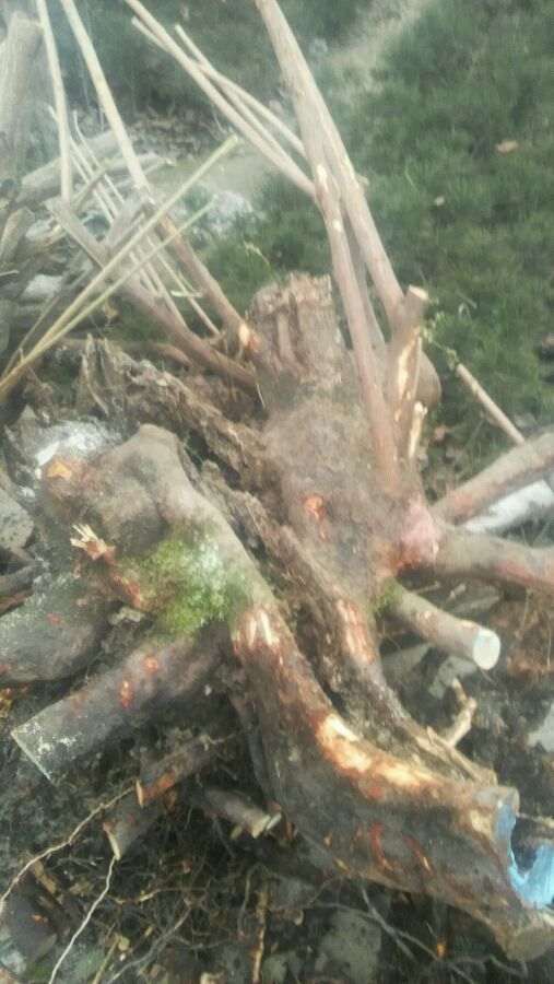 明年春天嫁接大花腊梅下山桩 怎么样
