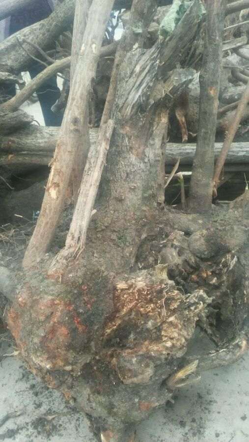 明年春天嫁接大花腊梅下山桩 怎么样
