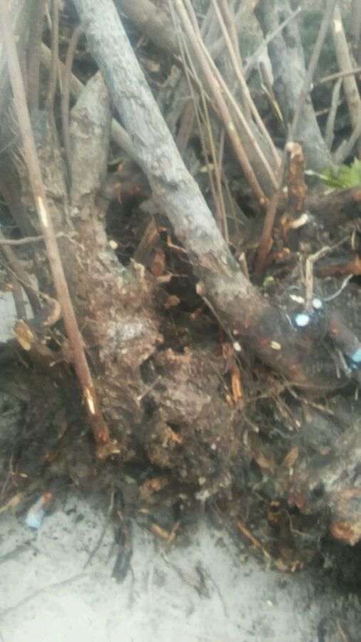 明年春天嫁接大花腊梅下山桩 怎么样