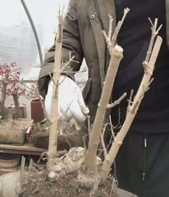 腊梅下山桩怎么上盆施肥的方法 图片