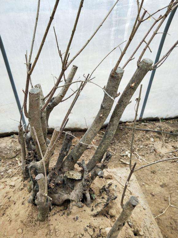 狗牙腊梅下山桩 开花了 怎么样 图片