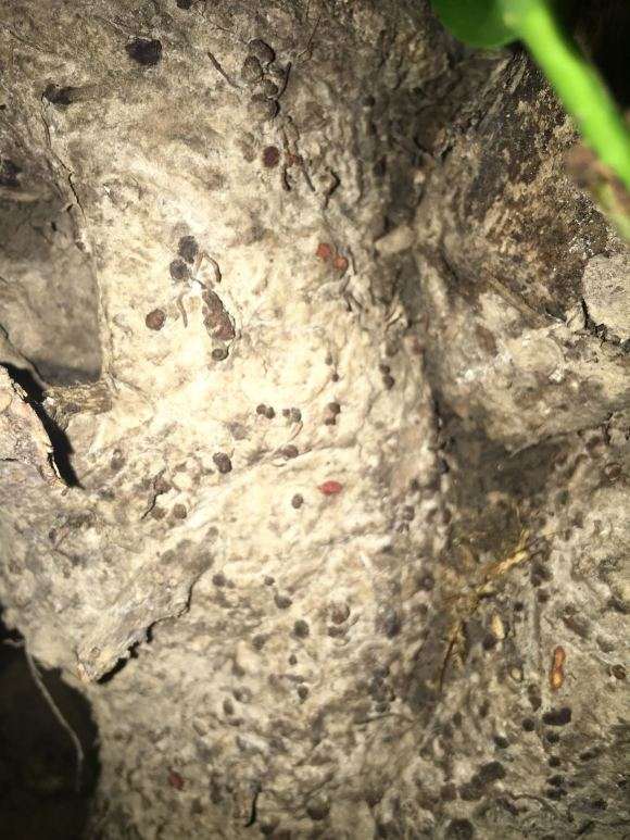 腊梅下山桩上长的黑色疙瘩是什么 图片