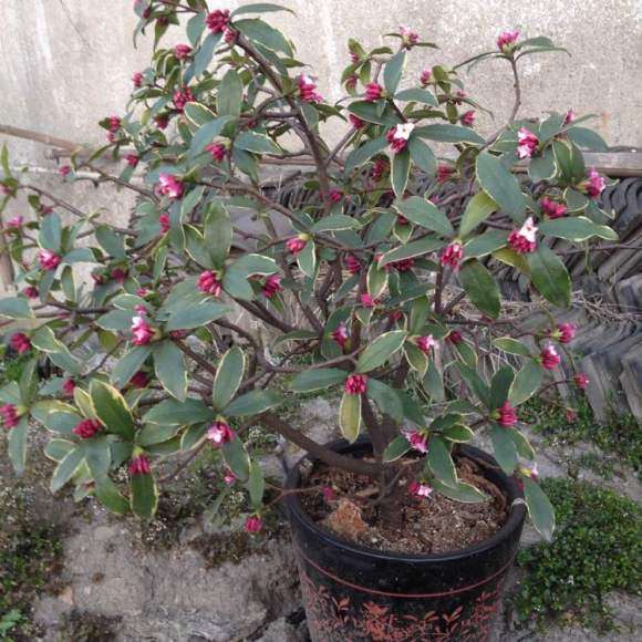 瑞香下山桩养了5年了 怎么样 图片