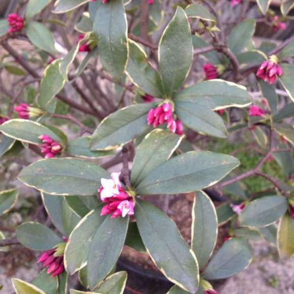 瑞香下山桩养了5年了 怎么样 图片