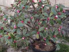 瑞香下山桩养了5年了 可以吗 图片