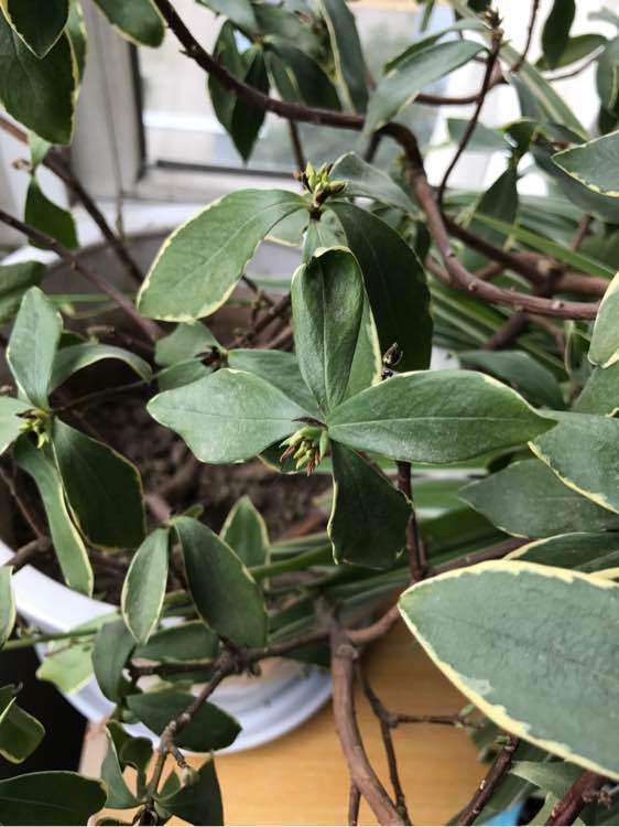 我的瑞香下山桩快要养死了 怎么办 图片