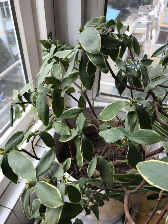 我的瑞香下山桩快要养死了 怎么办 图片